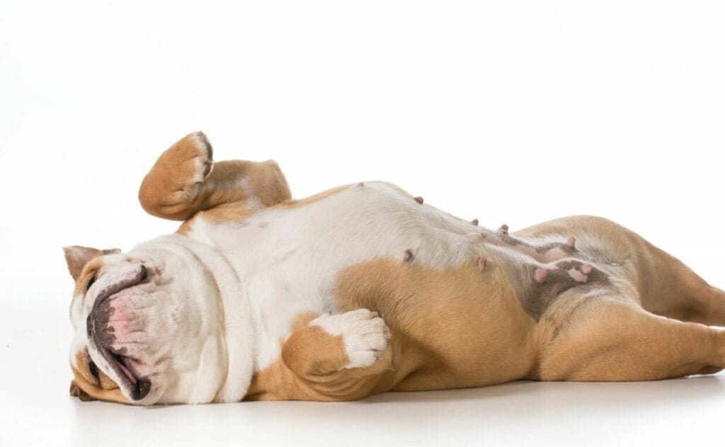 Les meilleurs probiotiques végétaliens pour la santé digestive et immunitaire du microbiome de l'intestin du chien