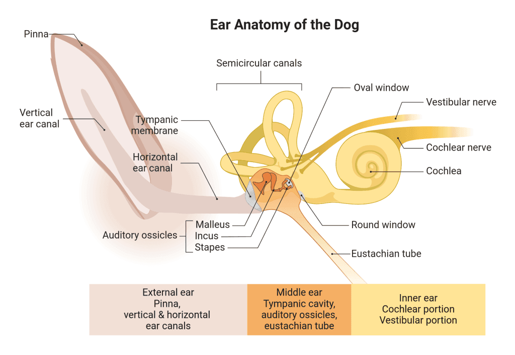 Anatomie der Ohren von Hunden - Ohrinfektionen Ursachen, Symptome und Behandlungen