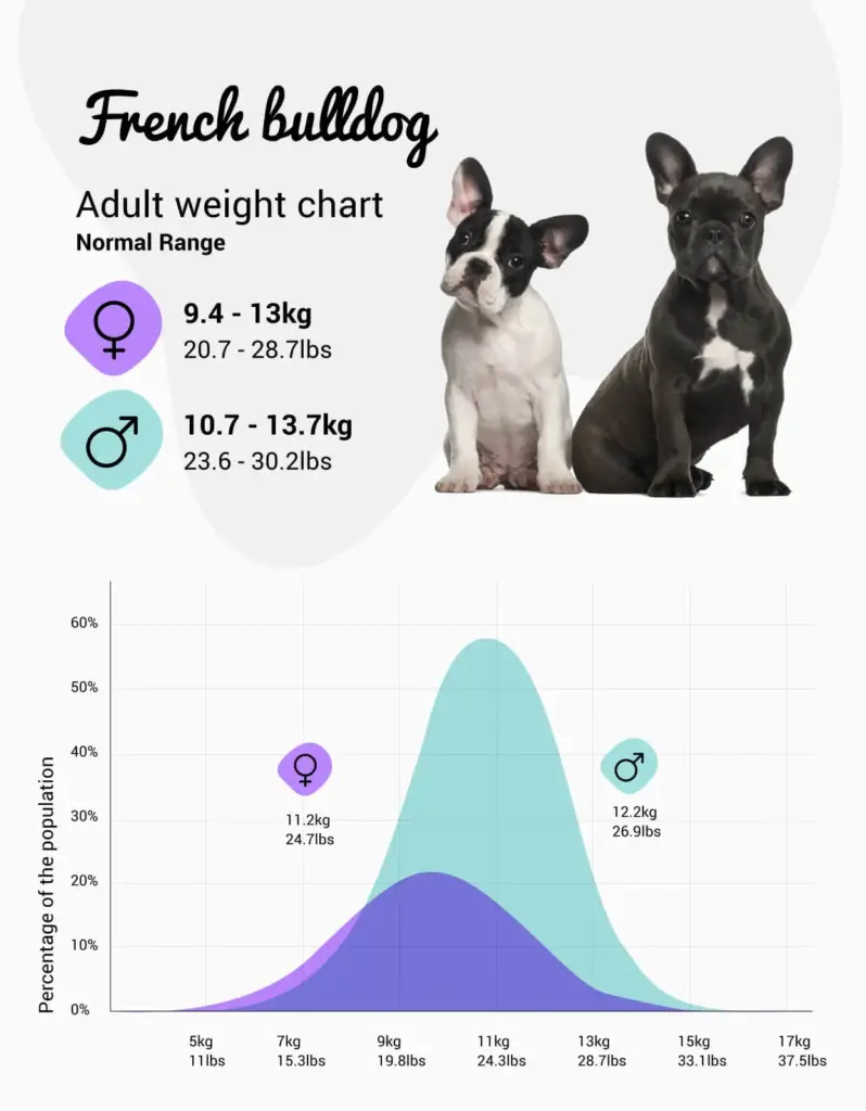 Französische Bulldogge Gewichtstabelle