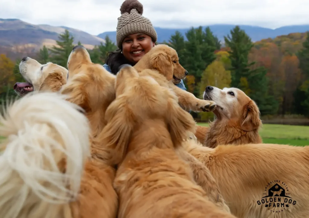 Golden Retrievers Felices, Leales y Sociables en el Campo