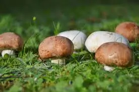 Agaricus Heilpilz für Hunde