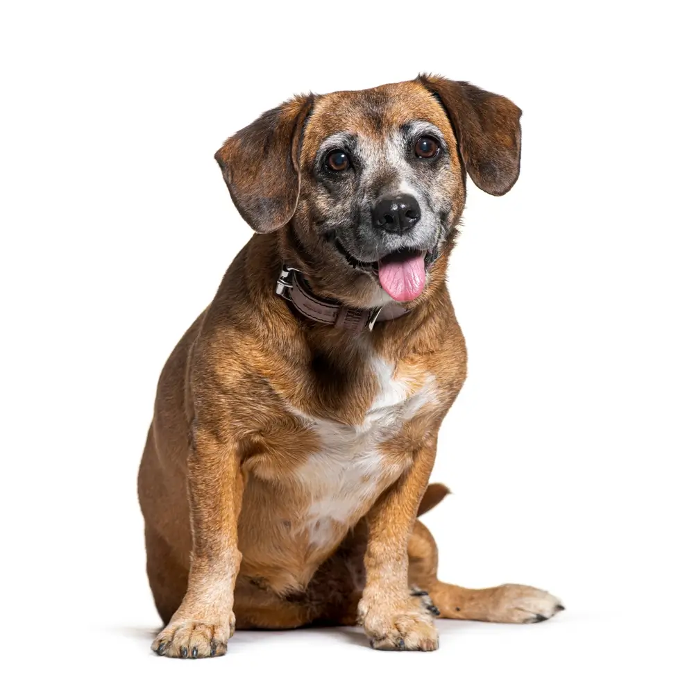 Anti-Aging Supplements for Dogs: A Canine Nutritionist’s Evidence-Based Guide