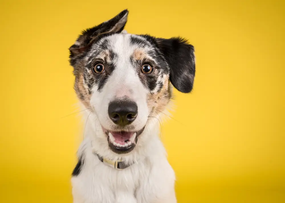 Régime anti-inflammatoire pour chiens - La clé d'une meilleure santé