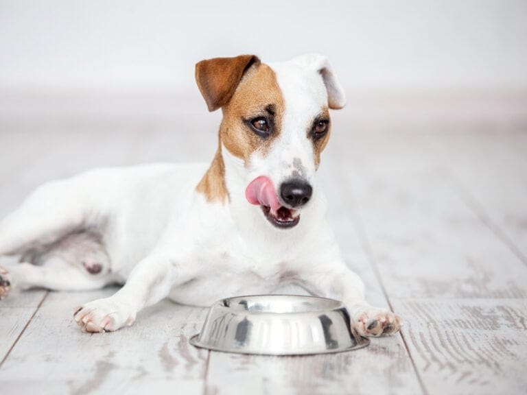 Study finds pulses are safe for dogs to eat and have no effect on heart health and DCM