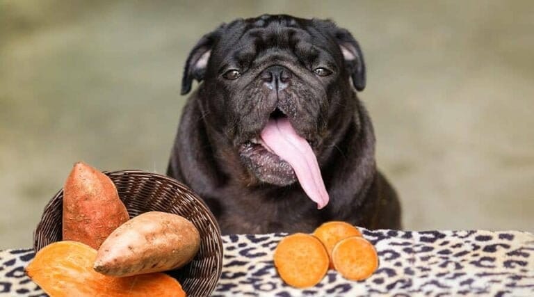 Are Sweet Potatoes Good For Dogs Health
