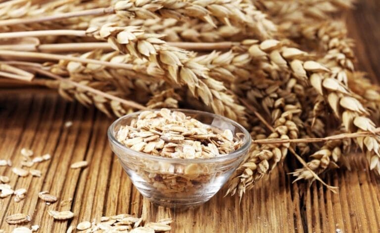 Are oats good for dogs health and nutrition benefits of oatmeal in vegan dog food