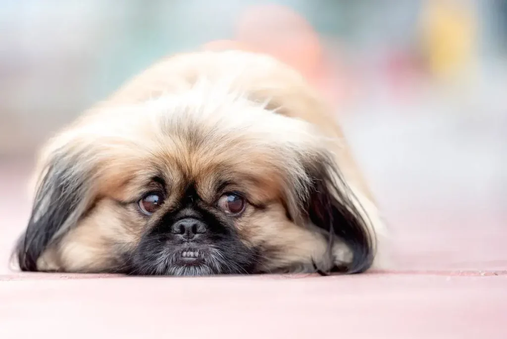 Autoimmune Diseases in Dogs Ultimate Guide to Management