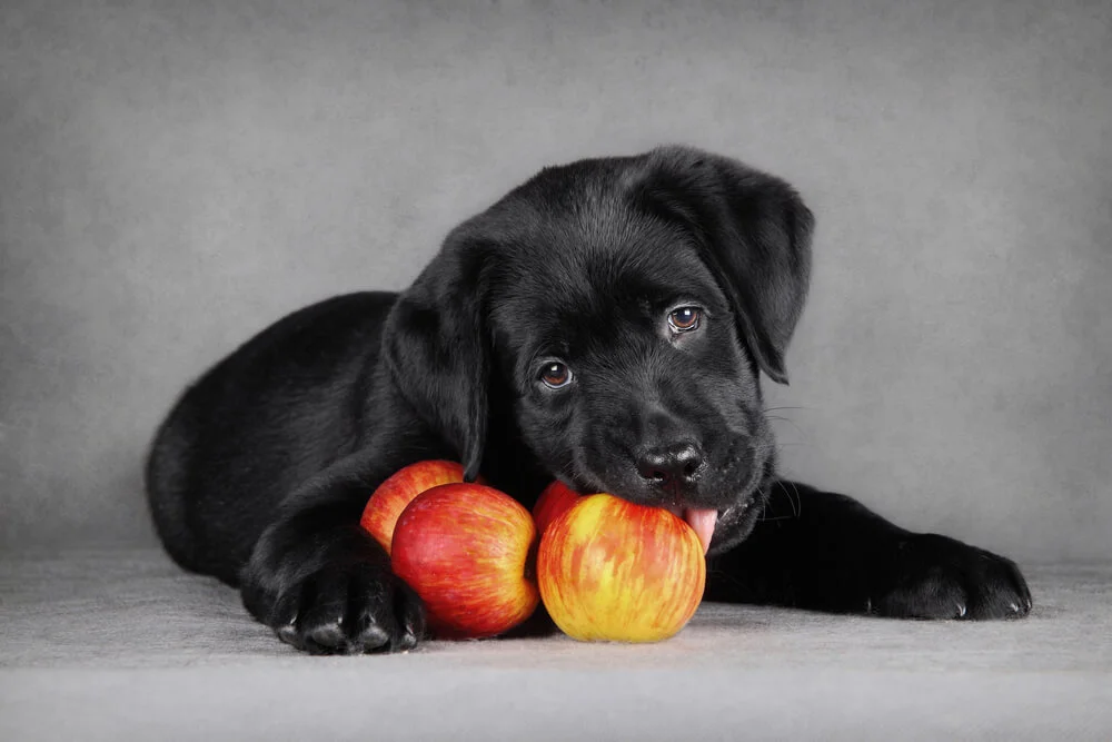 Best Anti-Inflammatory Foods for Dogs with Cancer Nutritional Therapy
