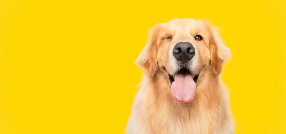 Best Antioxidants for Dogs Eyes