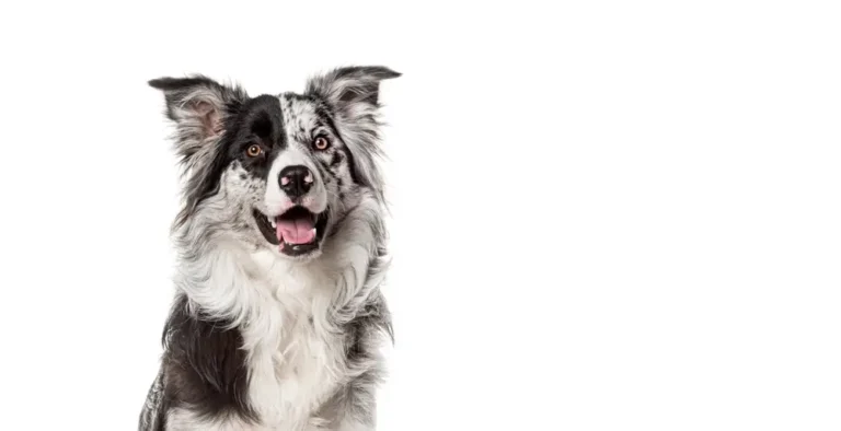 Best Calming Supplements for Dogs - Natural Stress and Anxiety Relief