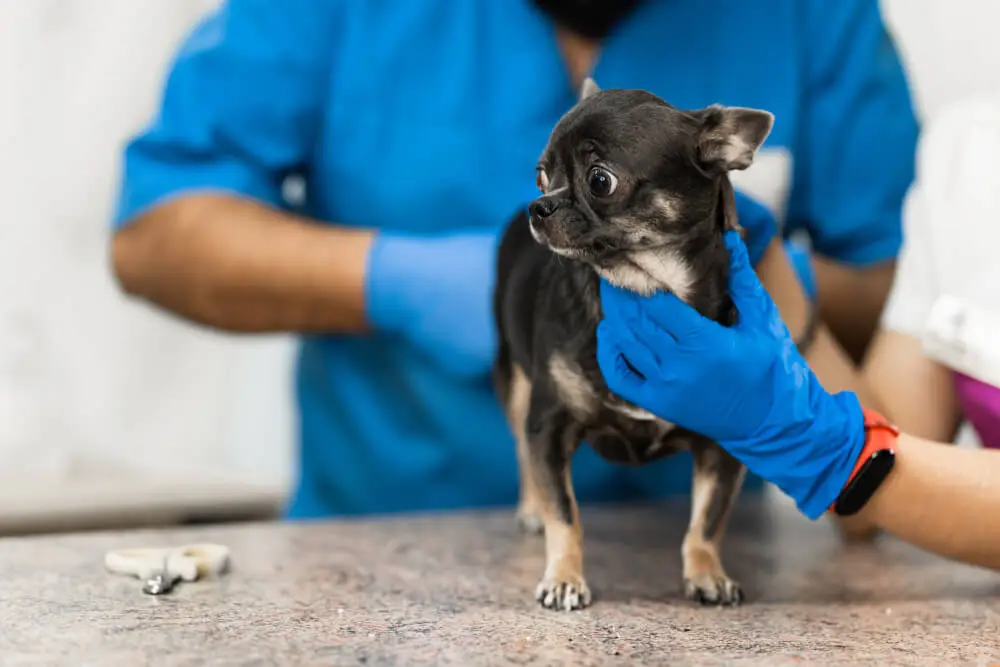 Best Dog Food for Anal Gland Issues and Problems