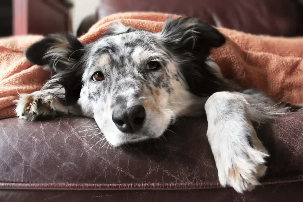 Best Dog Food for Dogs with Autoimmune Disease Plant Based Nutrition