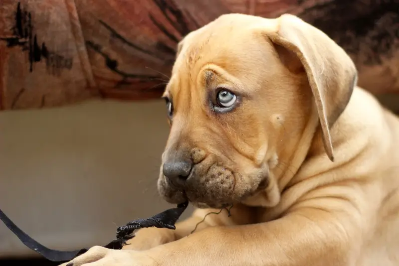 Best Food for Dogs with Gastroenteritis Comprehensive Guide