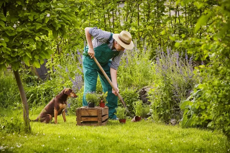 Beste gedroogde kruiden voor honden Natuurlijke gezondheidsboosters