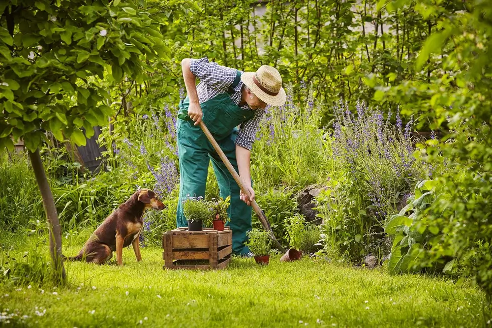 Best Dried Herbs for Dogs Natural Health Boosters