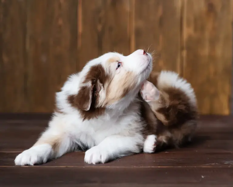 Beste vlooienbehandelingen voor honden Natuurlijke alternatieven om milieuschade te voorkomen