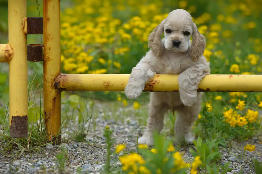 El mejor alimento para Cocker Spaniel Guía completa de nutrición