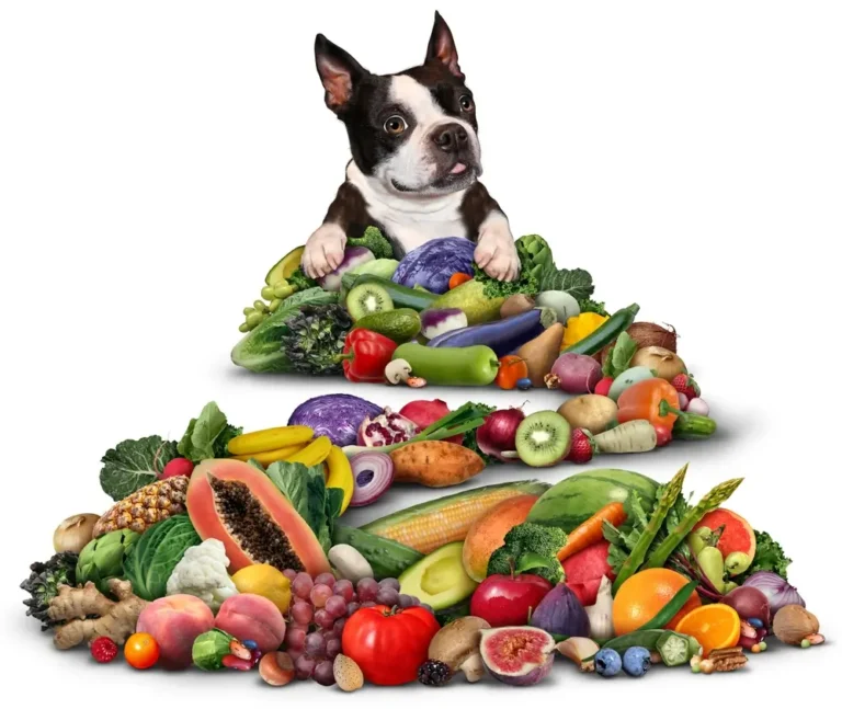 El mejor alimento para la salud intestinal del perro