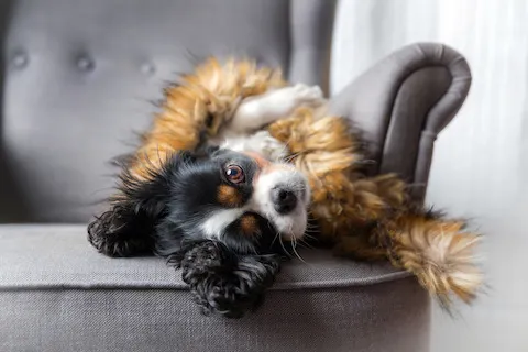 Best Dog Food for Inflammatory Bowel Disease (IBD), IBS and Colitis UK