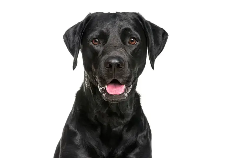 Beste voeding voor Labrador Retrievers gezondheid