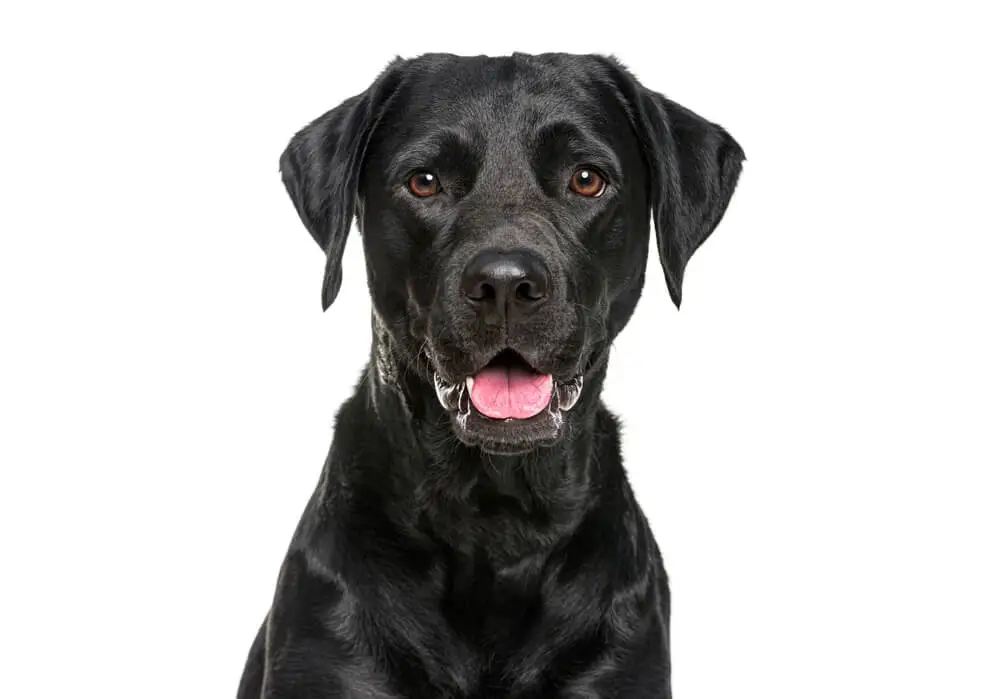 El mejor alimento para la salud del Labrador Retriever