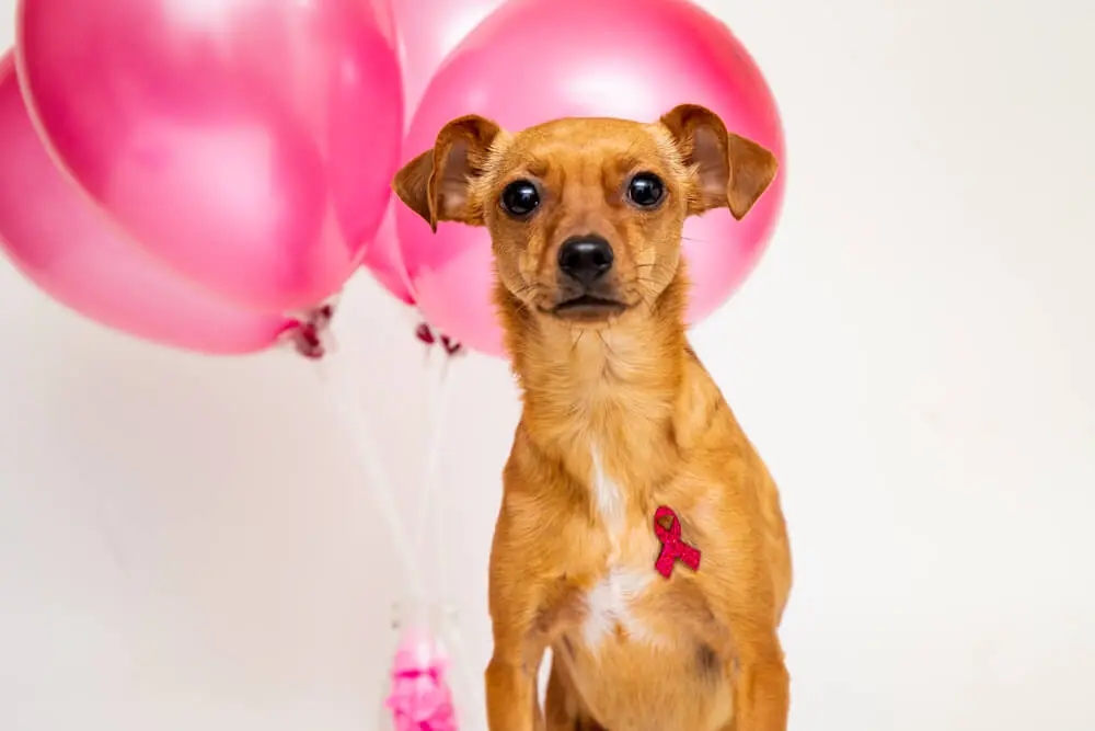 Los mejores alimentos para perros con cáncer Terapia Nutricional Holística
