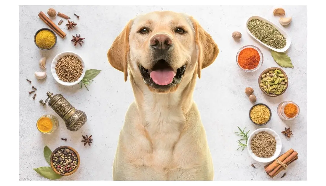 Die besten Kräuter und Gewürze gegen Erbrechen bei Hunden