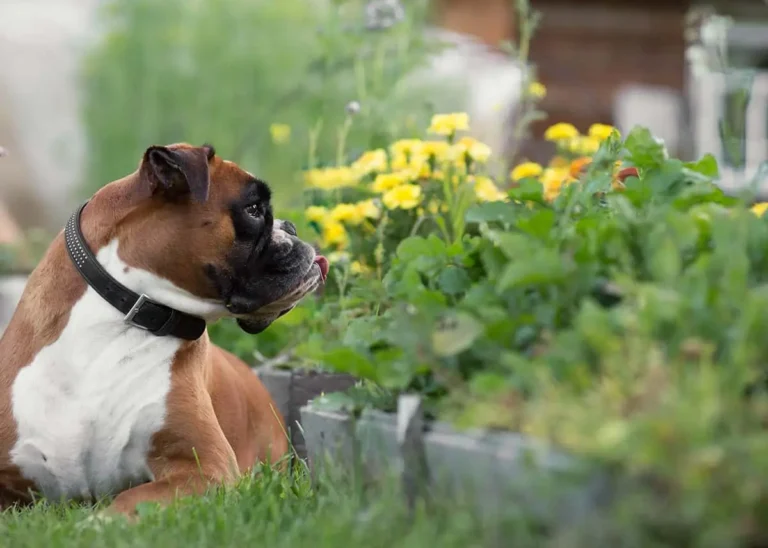 Beste kruiden voor diarree bij honden