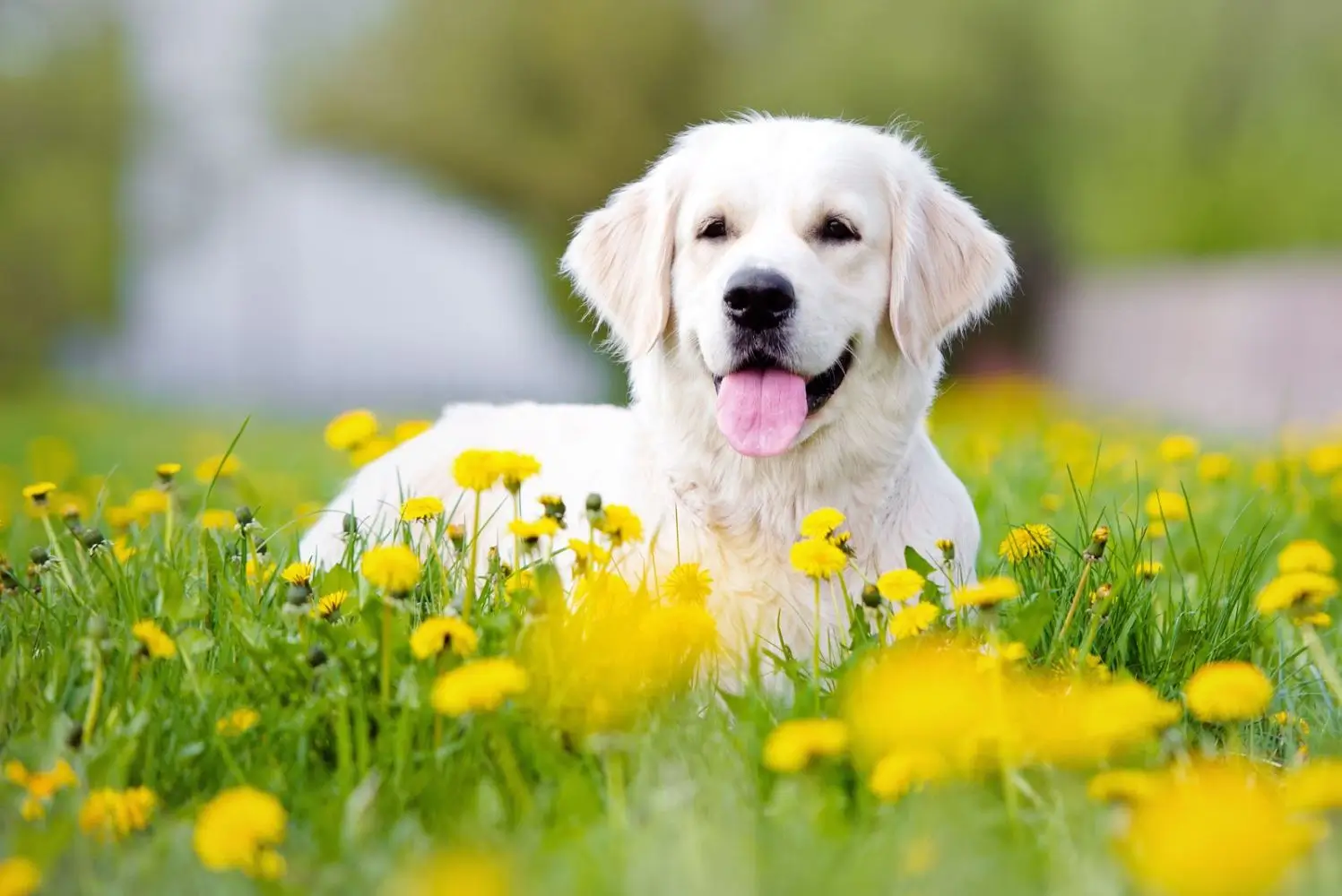 Die besten Kräuter für das Immunsystem von Hunden – Ein umfassender Leitfaden