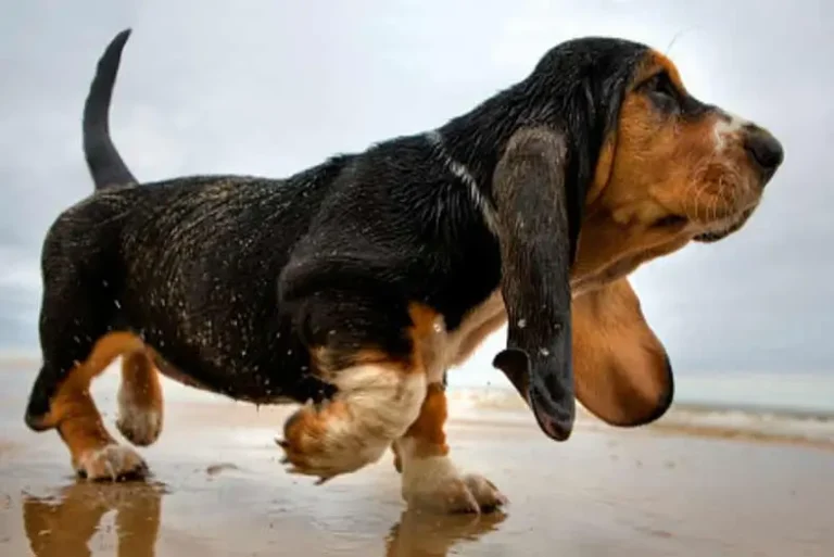 Guía completa de las mejores hierbas para el dolor articular del perro