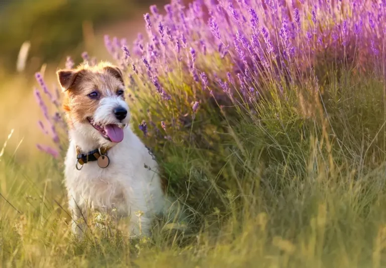 Beste kruiden voor maag- en spijsverteringsproblemen bij honden