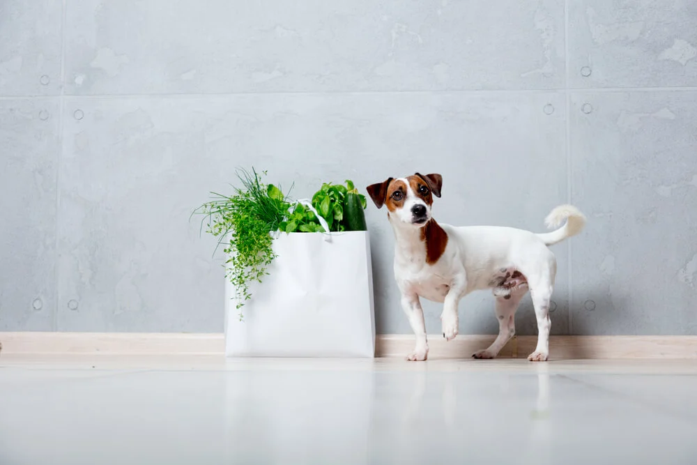 Best Herbs for Puppy and Growing Dog Health