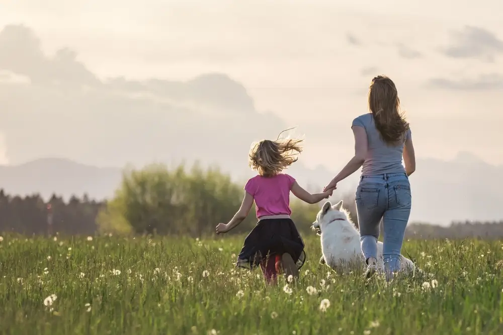 Best Joint Supplements for Dogs - Comparative Analysis of Leading Brands