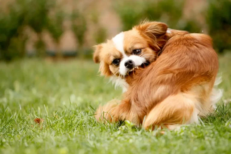 Mejor Suplemento Natural para el Tratamiento de Pulgas, Garrapatas y Gusanos para Perros Análisis Comparativo de Marcas Populares