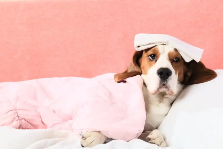 Colitis in Dogs Causes, Symptoms and Treatment