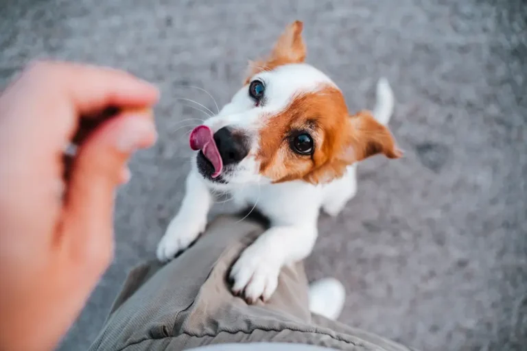 Die besten Probiotika für Hunde: Der Leitfaden eines Hunde-Ernährungswissenschaftlers