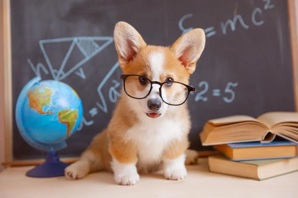 Best Puppy Food For Brain Development Support Healthy Cognitive Growth