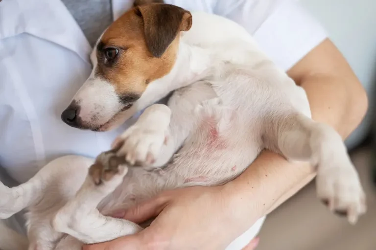 El mejor suplemento para la dermatitis atópica en perros - Gestión basada en la ciencia