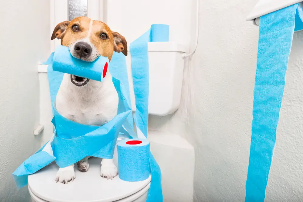 Best Supplement for Dog Diarrhoea - Support Gut Health