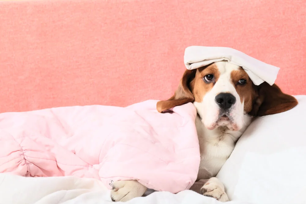 Best Supplement for Dogs with Colitis - Science Based Analysis