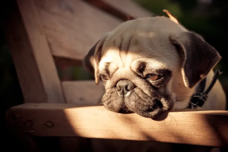 Best Supplement for Dogs with IBD - A Science-Based Solution