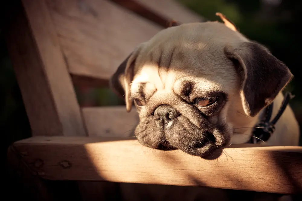 Best Supplement for Dogs with IBD - A Science-Based Solution