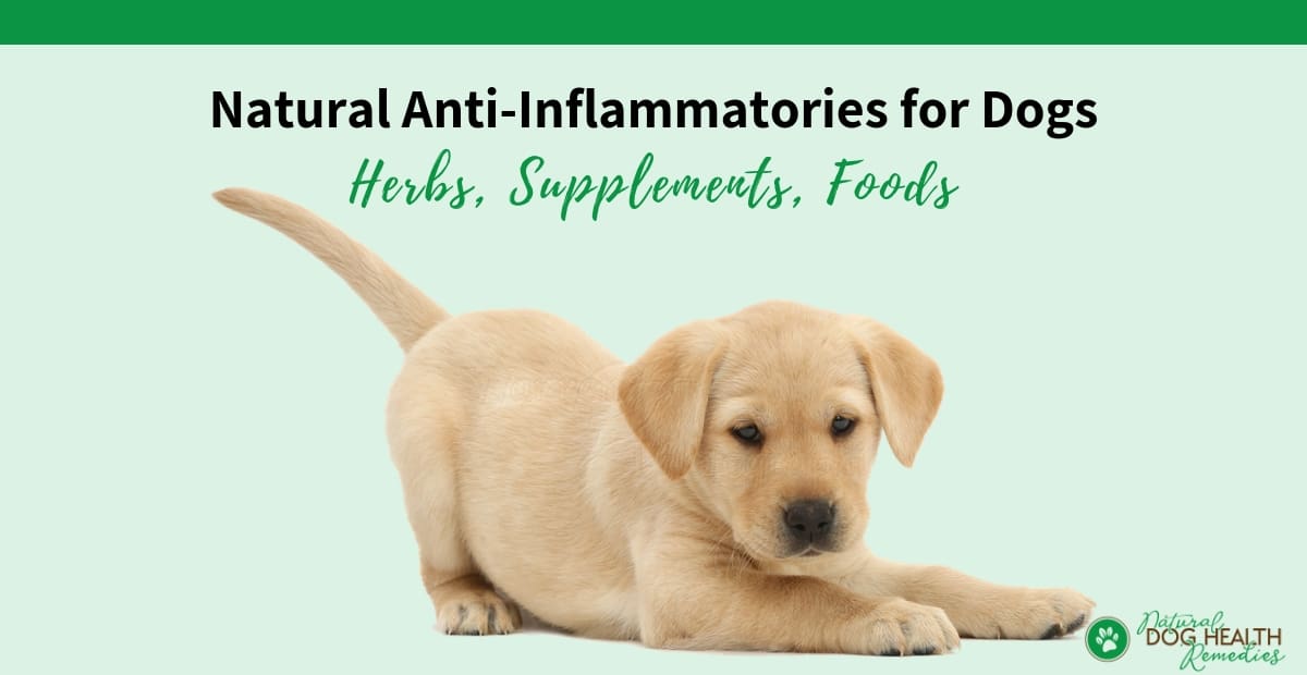 La mejor comida vegana antiinflamatoria para perros