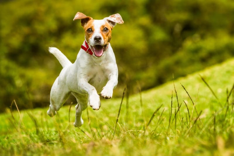 Veganes Antioxidantienfutter für Hunde – Starke Wirkung auf den Alterungsprozess