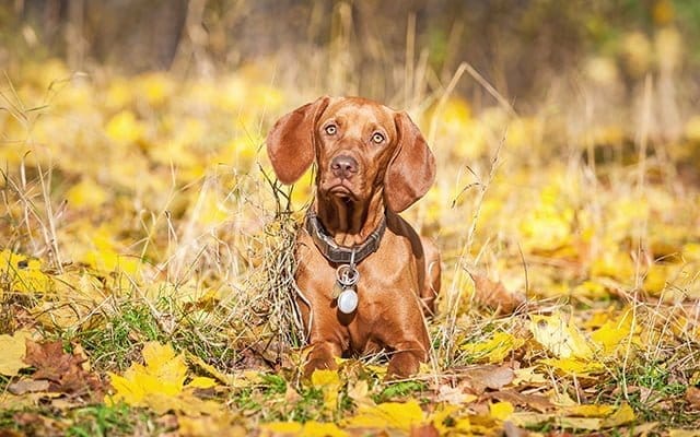 Best Vegan Dog Food For Healthy Skin and Shiny Coat