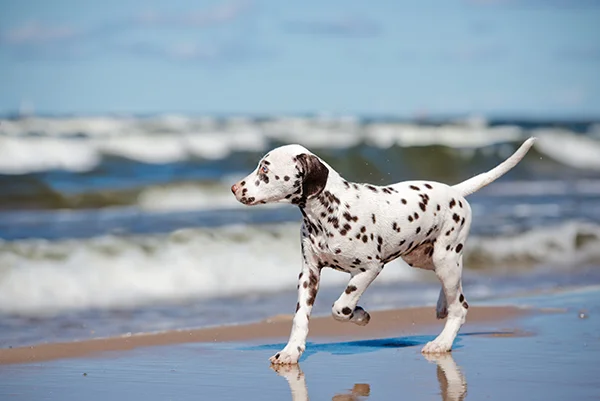 Das beste vegane Hundefutter für die Gesundheit des Herz-Kreislauf-Systems