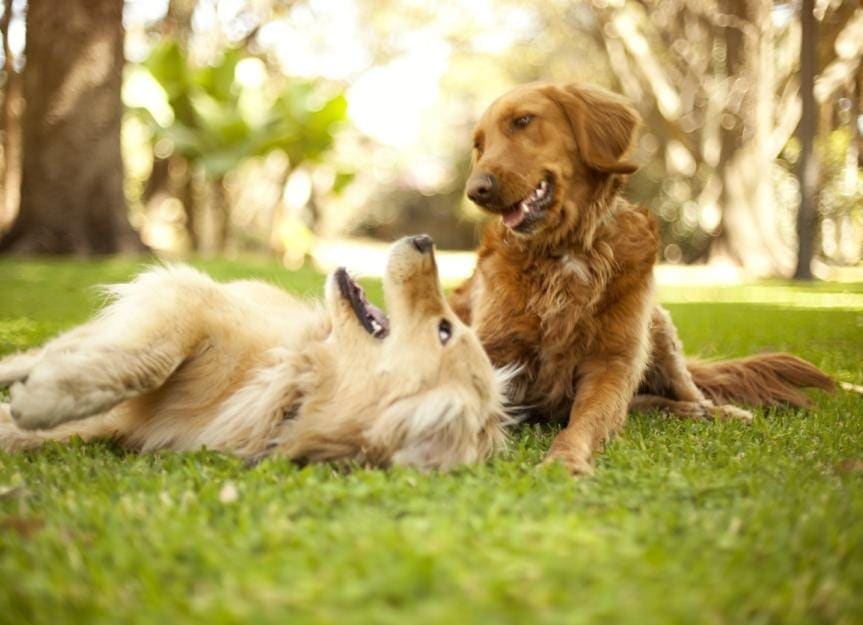 Comida vegana para perros que refuerza el sistema inmunitario