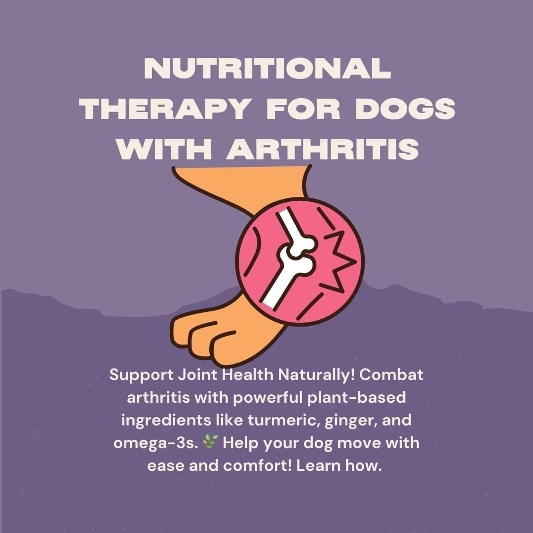 Arthritis beginnt im Darm: Was jeder Hundehalter wissen sollte