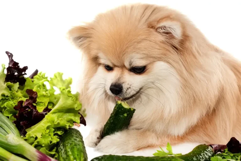 Best Vegan Dog Food for Dogs with Diabetes