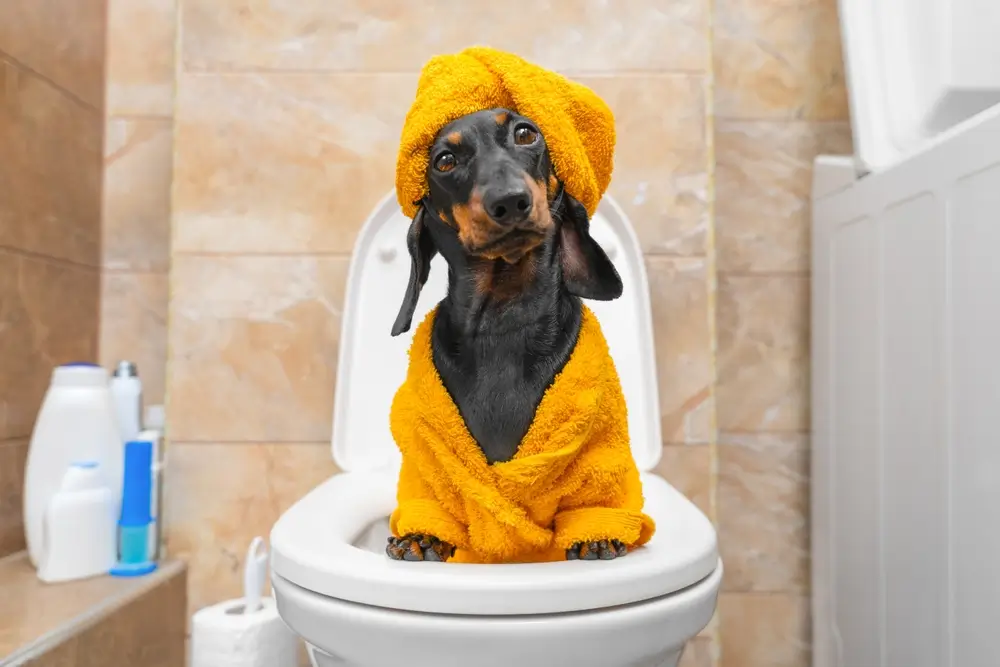 Best Vegan Dog Food for Dogs with Diarrhoea